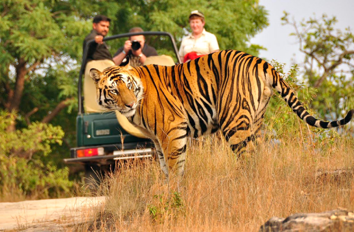 Nainital Corbett Tour